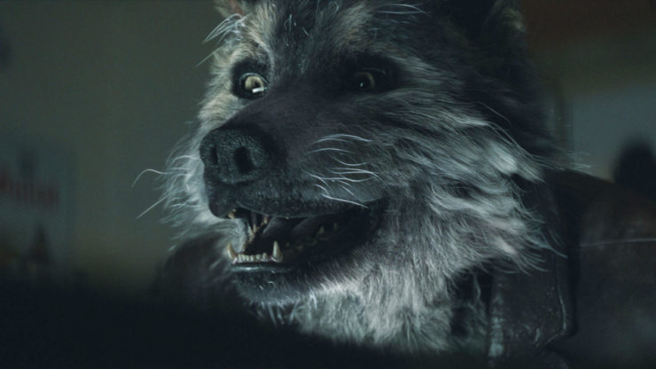 headshot of a wolf, doglike, hairy, sharp teeth, long nose